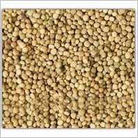 Roasted Guar Korma - Guar Gum, Beige, Variable Size | High Nutrition, Enhanced Milk Yield, Easy Digestion