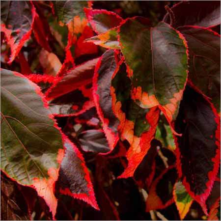 Acalypha Varieties