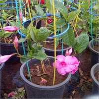 Mandevilla Plant