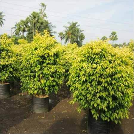 Ficus Benjamina Golden