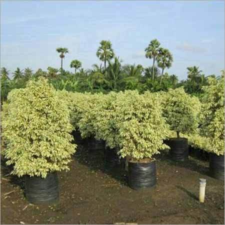 Ficus Starlight Plant