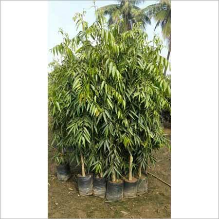 Ashok Tree