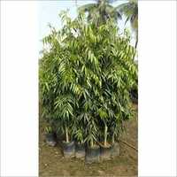Ashok Tree