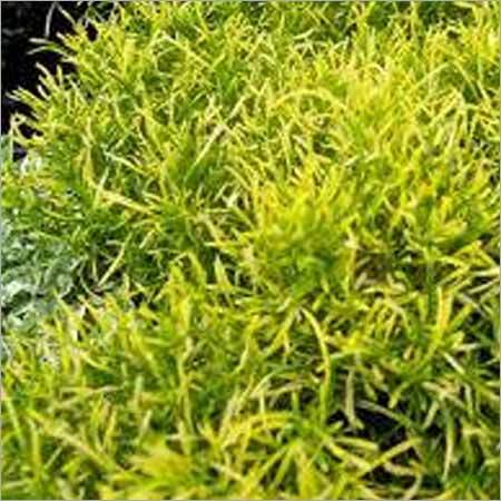 Alternanthera Ficoidea Gold Threads