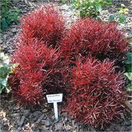 Alternanthera Ficoidea Red Threads
