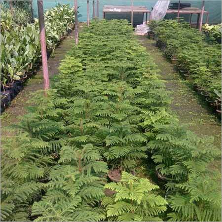 Ornamental Garden Plants