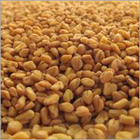 Indian Fenugreek Seeds