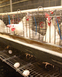 Pharmaceutical Disinfectant For Veterinary Use