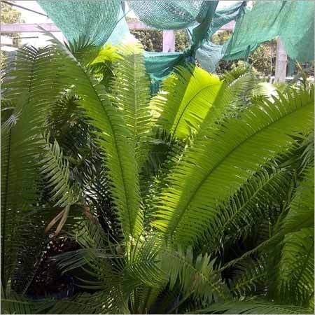 Natural Palm Trees