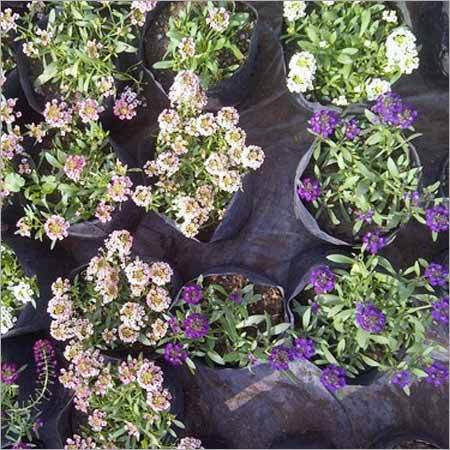 Alyssum Flower Plants