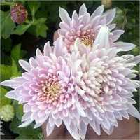 Chrysanthemum Plants