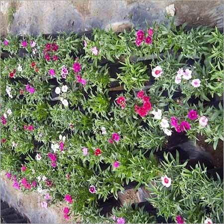 Dianthus Plants