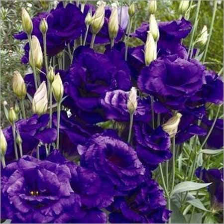 Lisianthus Eustoma Grandiflorum Cinderella Blue