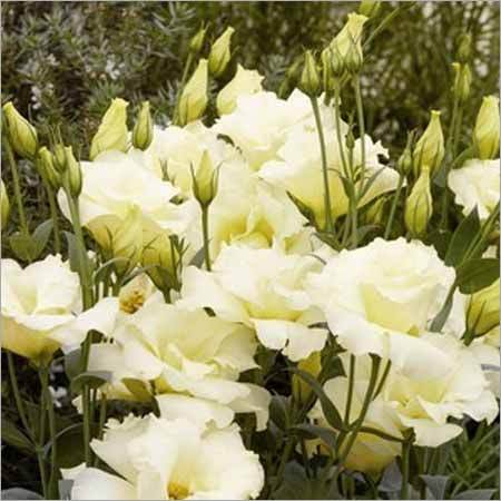 Lisianthus Eustoma Grandiflorum Cinderella Yellow