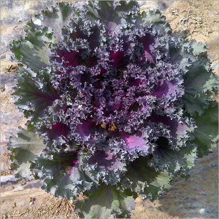 Ornamental Purple Cabbage Plant