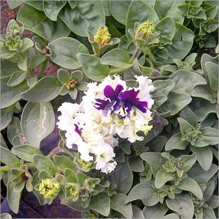 Petunia Double Cascade Plant