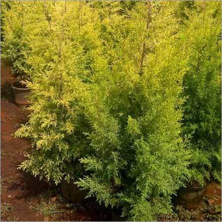 Golden Cypress Plants