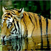 Jim Corbett Tour