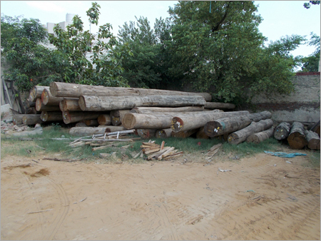 Timber Logs