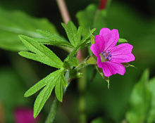 Geranium Flower Oil