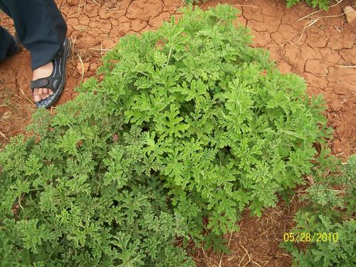 Geranium Plant