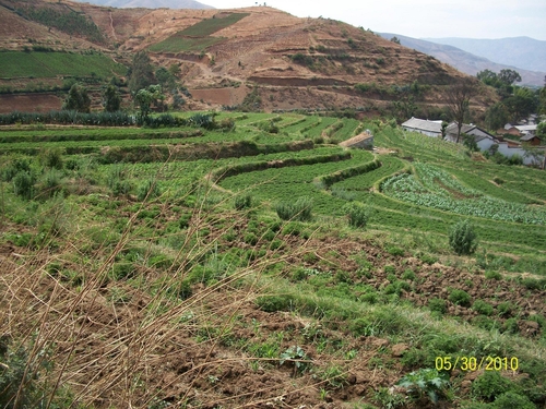 Geranium Land