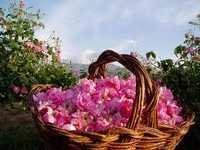 Rose Petal Oil