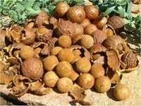 Sandalwood Seeds