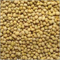Soybean Seeds