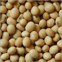 Organic Soybeans Seeds