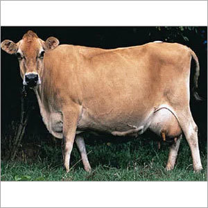 Slighty Red And Deep Brown Or Mixed Pure Jersey Cow