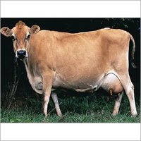 Pure Jersey Cow