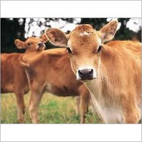 Jersey Breed Cow