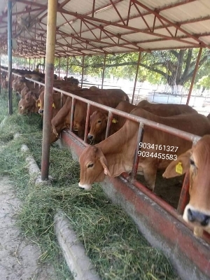 Brown Sahiwal Cow