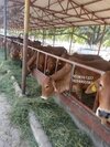Brown Sahiwal Cow - Gender: Female