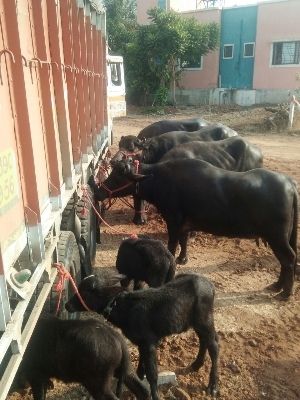 Cattle Black Murrah Buffalo Supplier In Punjab