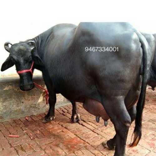 Black Murrah Buffalo Supplier In Punjab, India Black Murrah Buffalo Supplier In Punjab, India