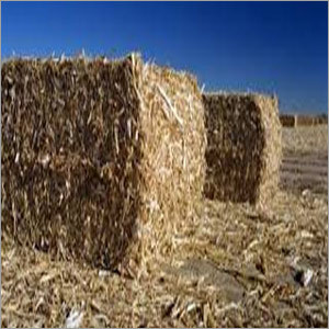 Saw Dust Briquettes