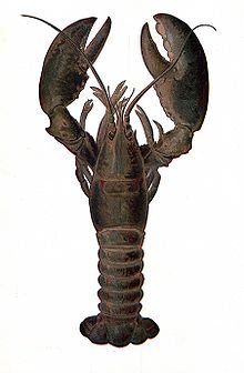 Fresh Lobster
