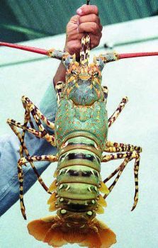 Tiger Lobster