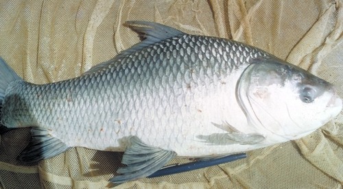 Catla Fish