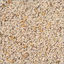 Isabgol Seeds
