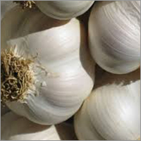 Organic Garlic