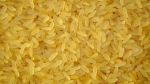 IR 36 Rice