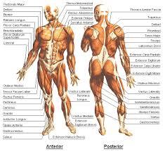 Physiology Chart