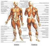 Physiology Chart
