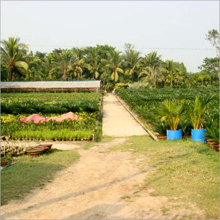 Our natural Plants collections