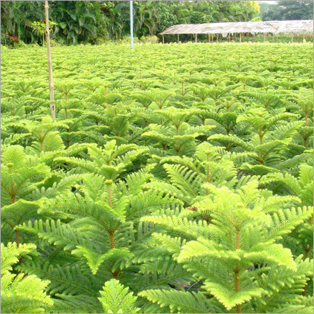 Our Christmas Tree Garden