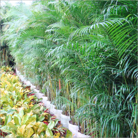 our Natural Plants collection