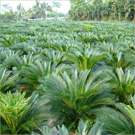 Cycas